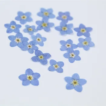 20 adet / 0.5-1cm,Preslenmiş mini unutma çiçek yaprakları, doğa Gerçek kurutulmuş Çiçek DIY tırnak sanat Zanaat Fotoğraf İmi Hediye Kartları
