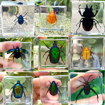 1 Adet Masa dekorasyon Bok Böceği Numune Temizle Reçine Eğitici Keşfetmek Enstrüman Okul Biyolojik Öğretim