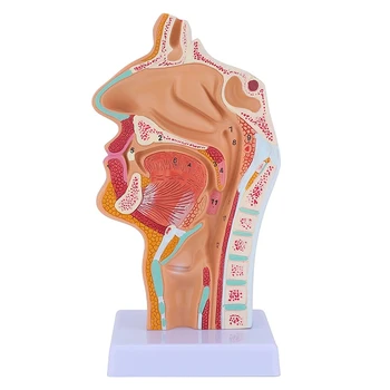 Burun Boşluğu Boğaz Anatomisi Modeli İnsan Anatomik Farenks Larinks Modeli Öğrenciler İçin Ekran Öğretim
